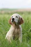 SETTER ANGLAIS 235